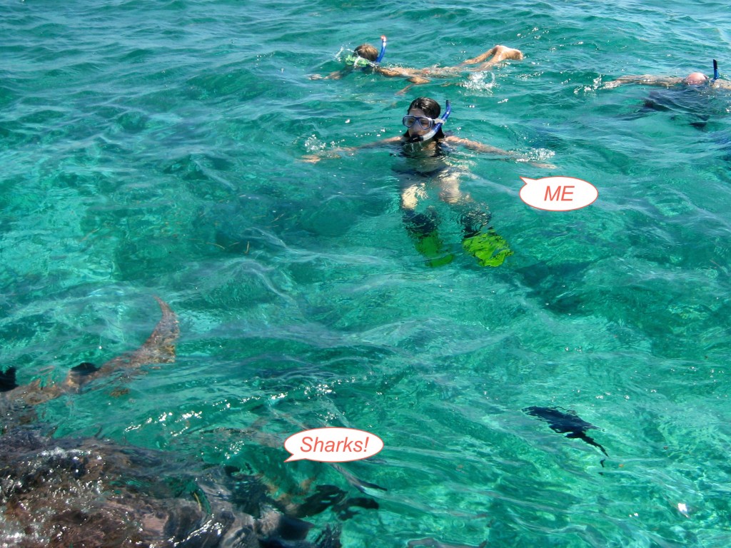 IMG_0303 Barb with sharks