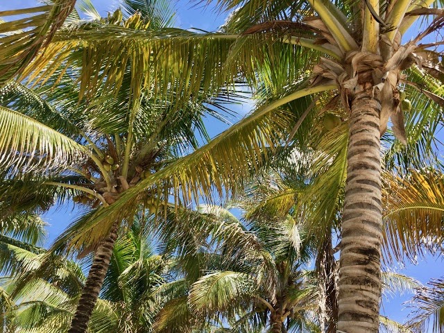 Sunset Beach Resort, Ambergris Caye, Belize