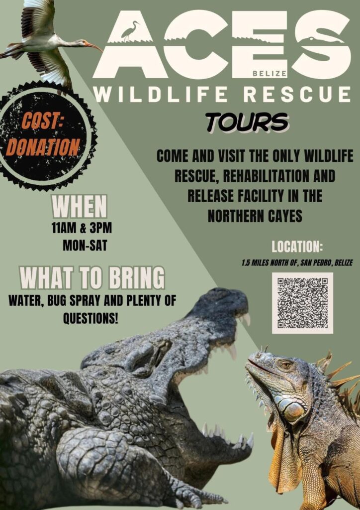 ACES Wildlife Rescue